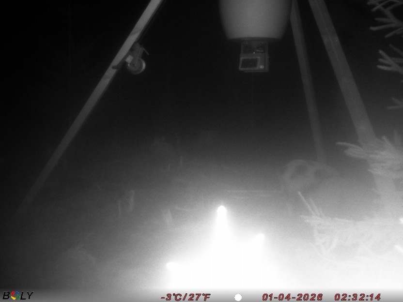 Bild från STORATRÄA