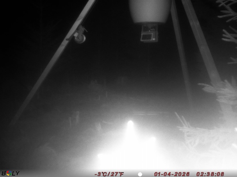 Bild från STORATRÄA