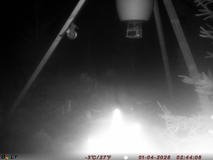 Bild från STORATRÄA