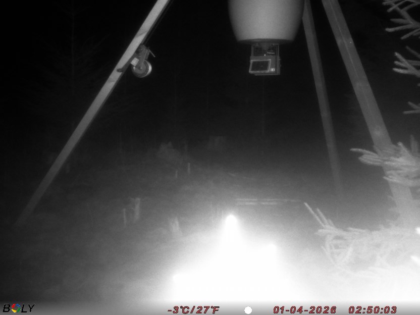 Bild från STORATRÄA