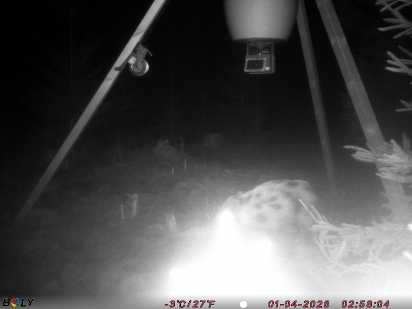 Bild från STORATRÄA