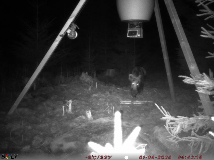 Bild från STORATRÄA