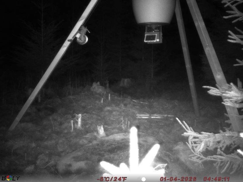 Bild från STORATRÄA