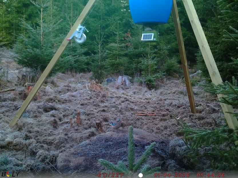 Bild från STORATRÄA