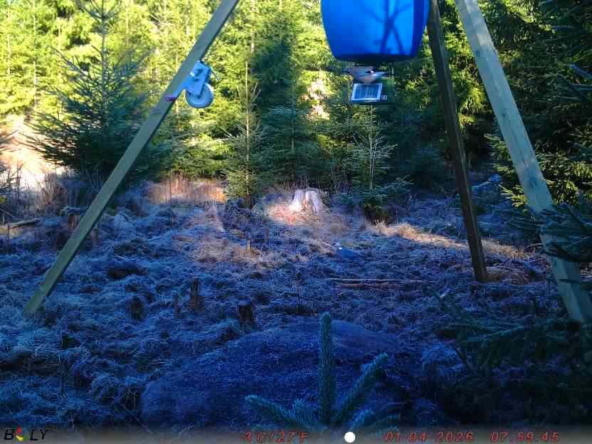 Bild från STORATRÄA