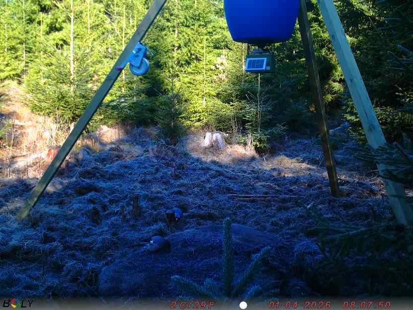 Bild från STORATRÄA