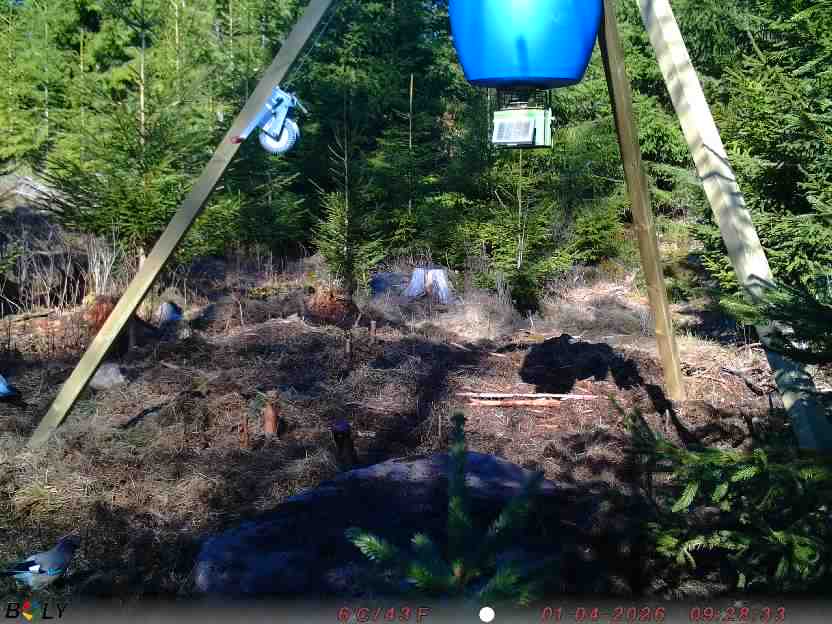 Bild från STORATRÄA