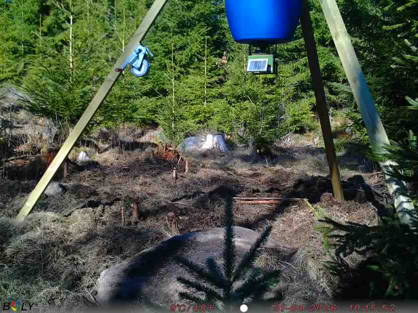 Bild från STORATRÄA