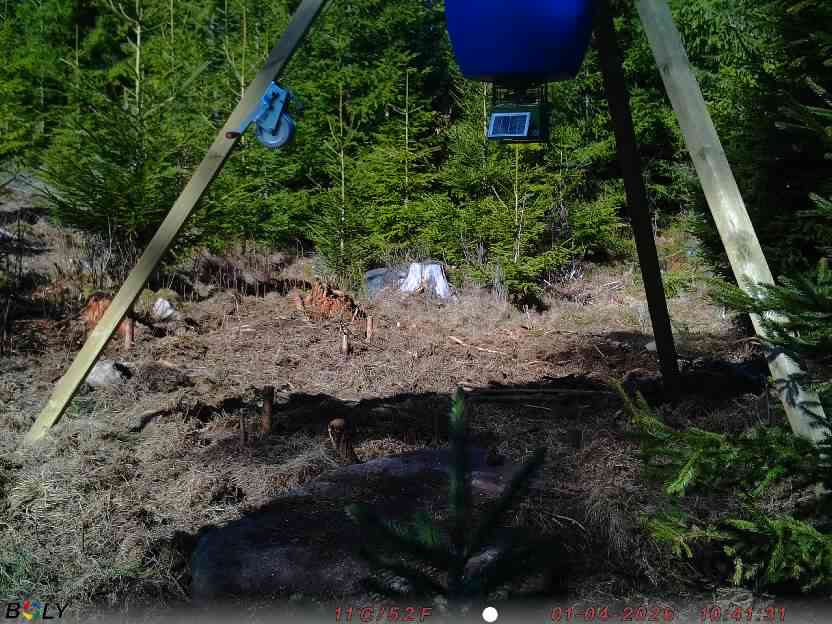 Bild från STORATRÄA