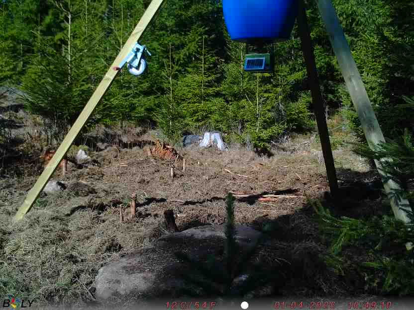 Bild från STORATRÄA