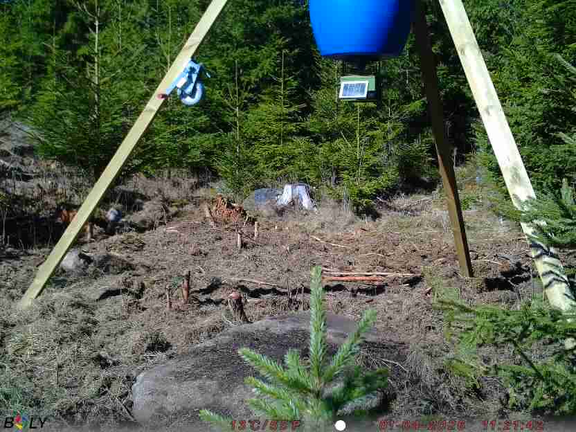 Bild från STORATRÄA