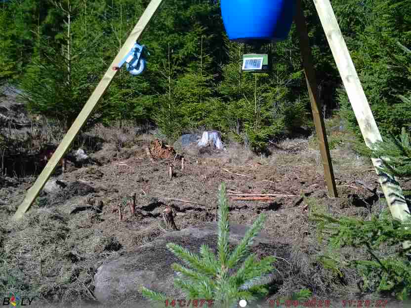 Bild från STORATRÄA