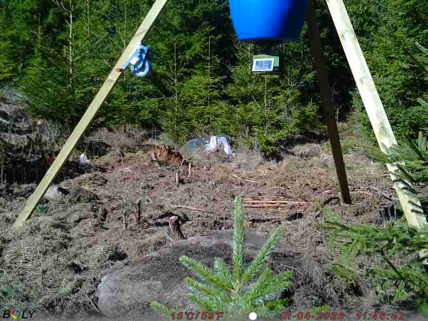 Bild från STORATRÄA