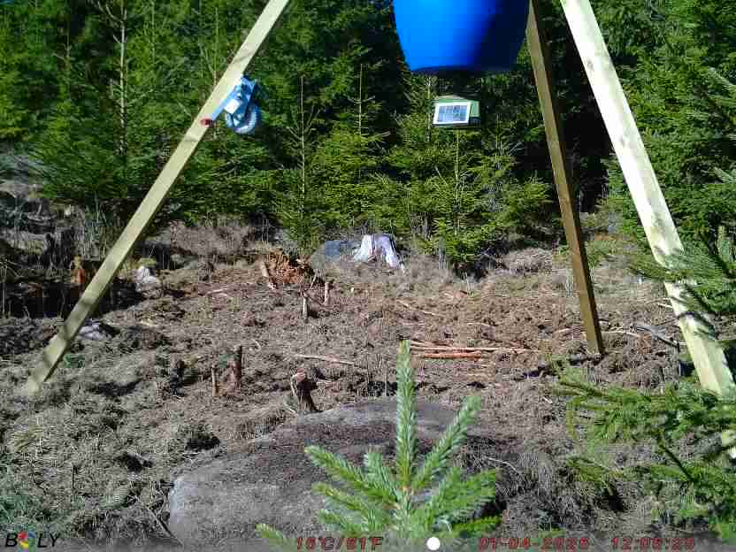 Bild från STORATRÄA