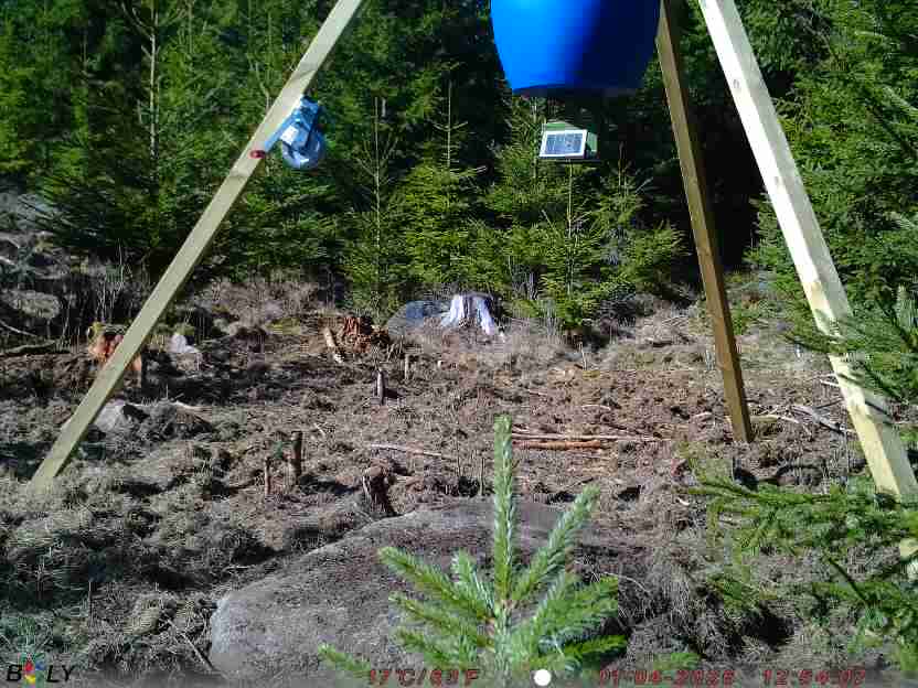 Bild från STORATRÄA