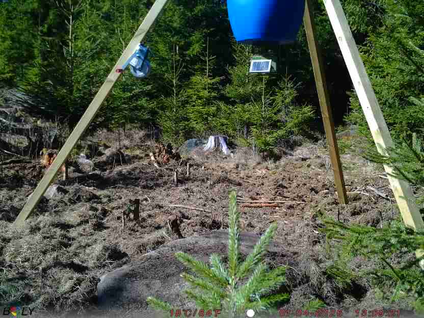 Bild från STORATRÄA