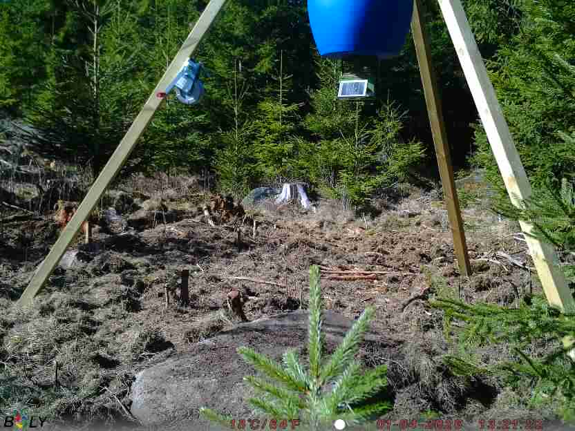 Bild från STORATRÄA