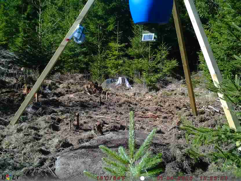 Bild från STORATRÄA