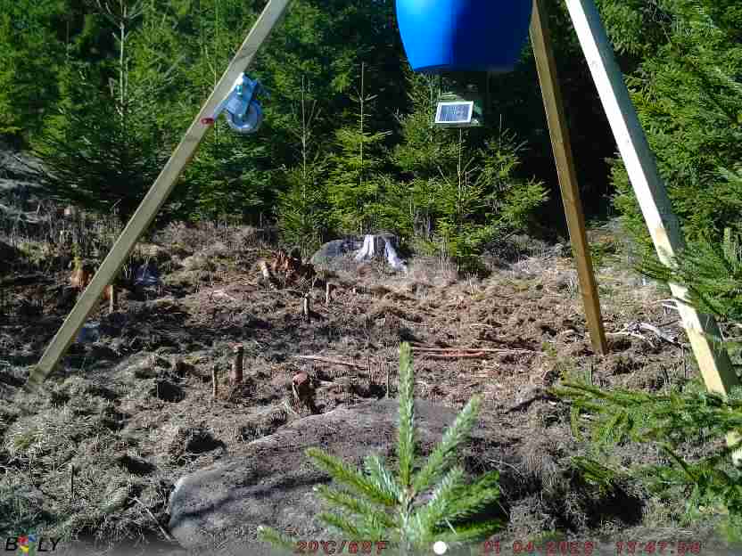 Bild från STORATRÄA