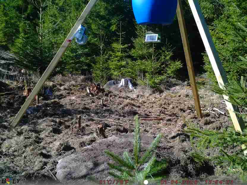 Bild från STORATRÄA