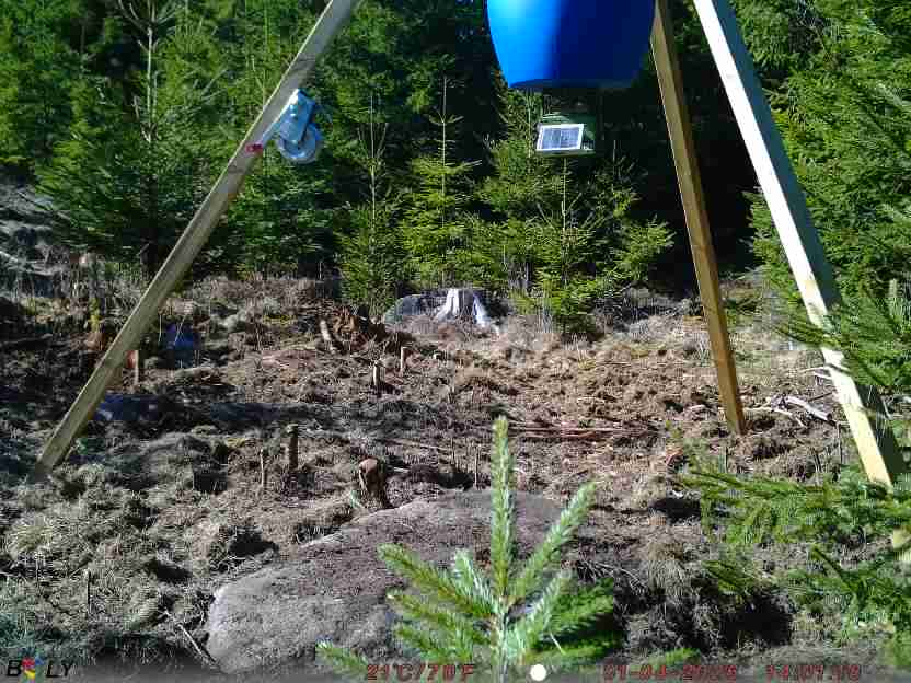 Bild från STORATRÄA