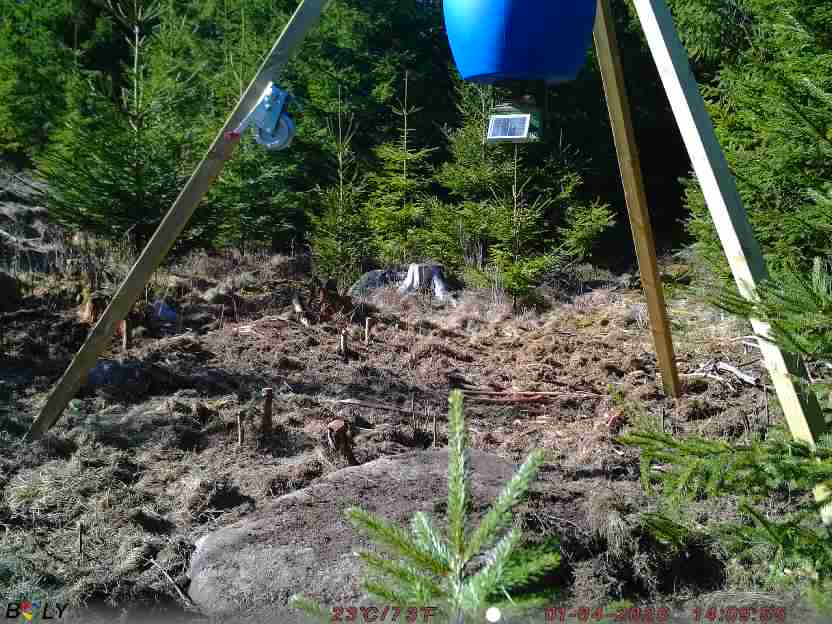 Bild från STORATRÄA