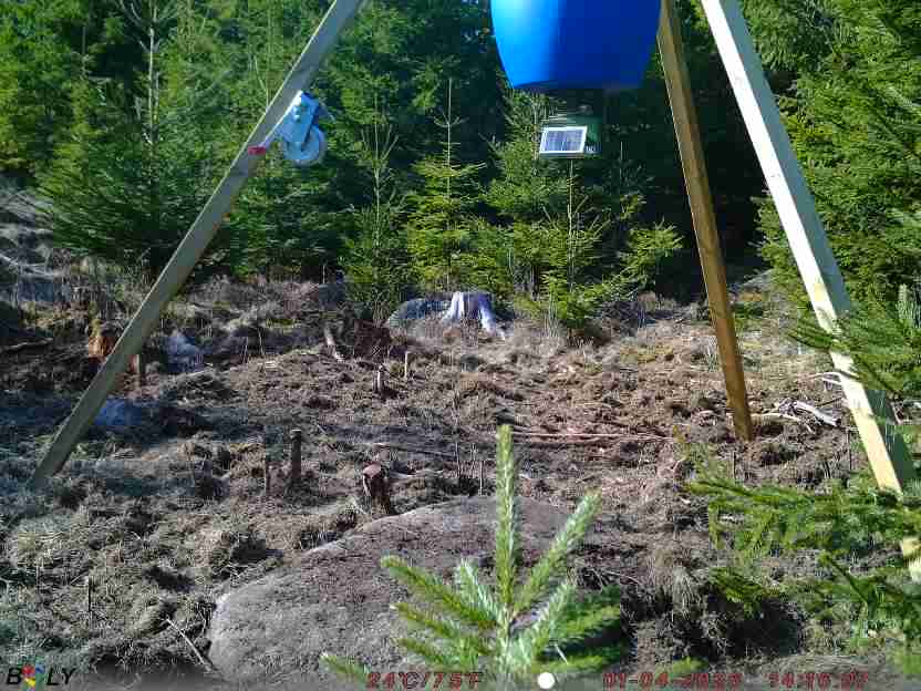 Bild från STORATRÄA