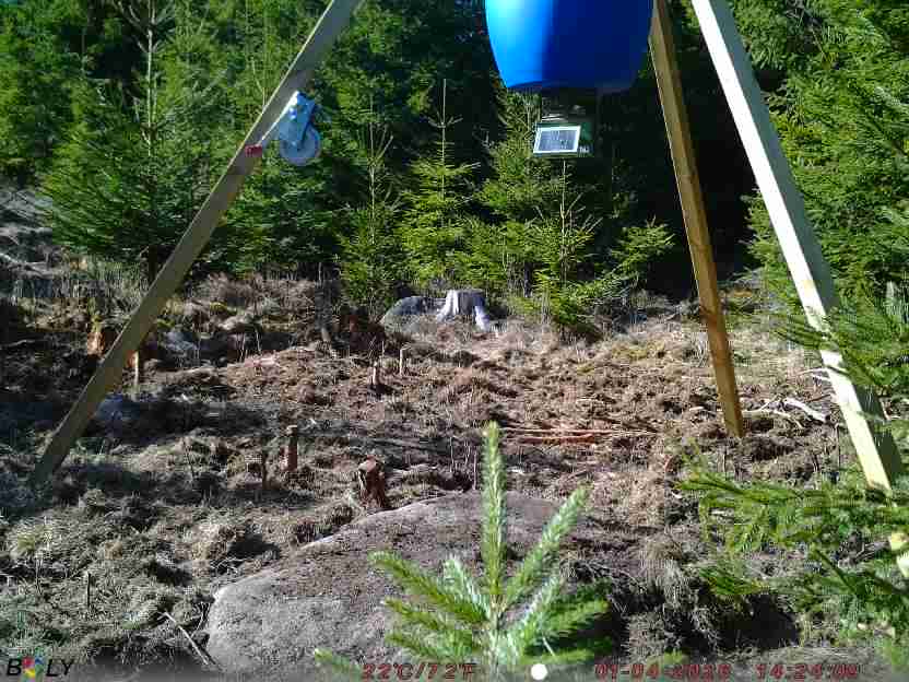 Bild från STORATRÄA