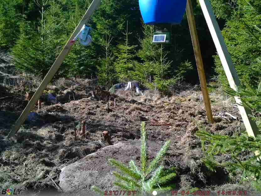 Bild från STORATRÄA