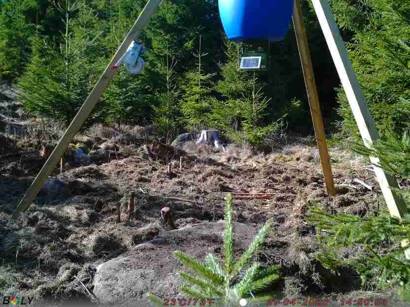 Bild från STORATRÄA