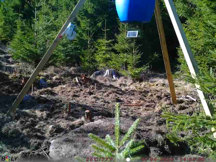 Bild från STORATRÄA