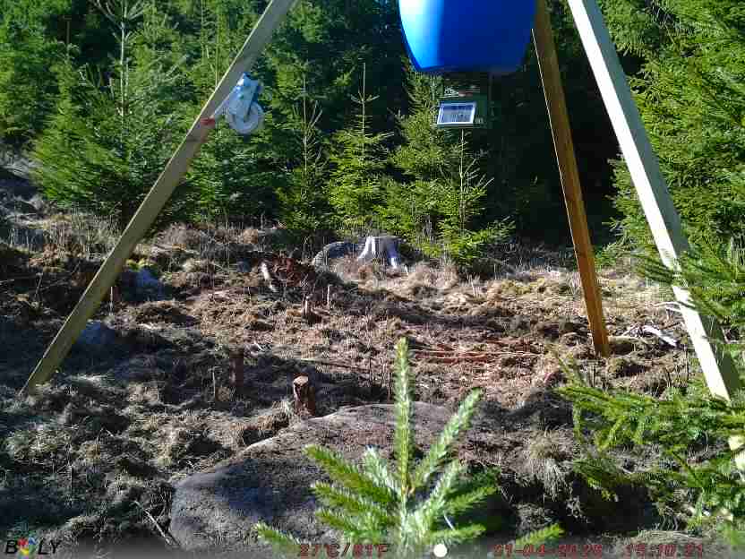 Bild från STORATRÄA