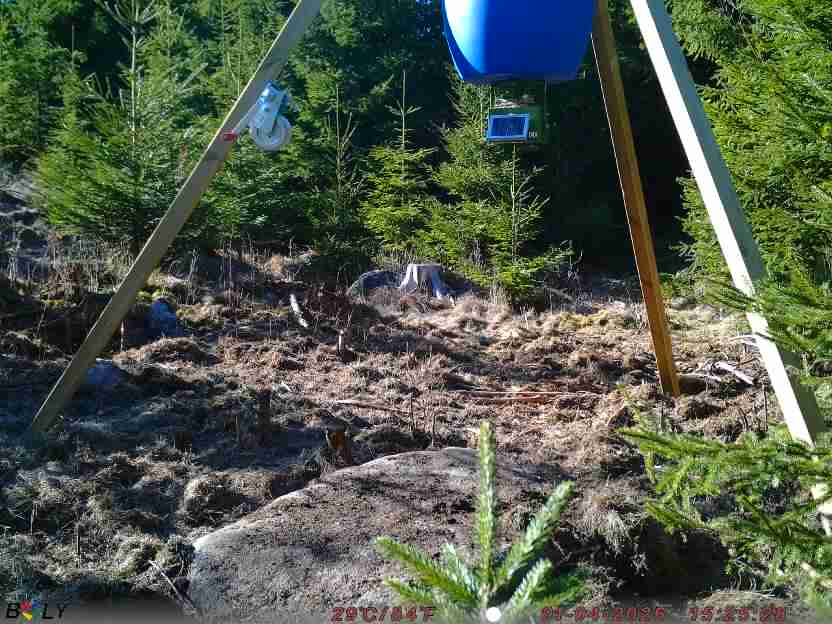 Bild från STORATRÄA