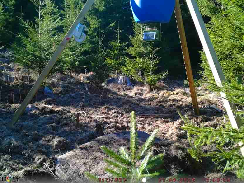 Bild från STORATRÄA