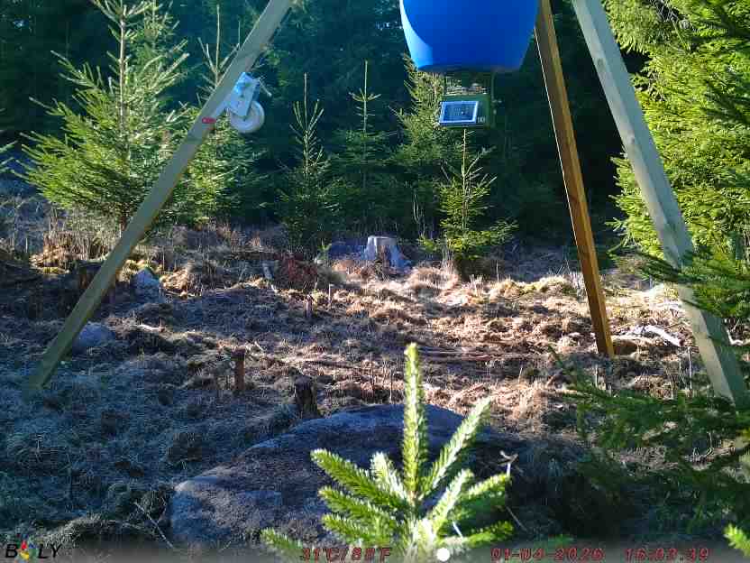 Bild från STORATRÄA