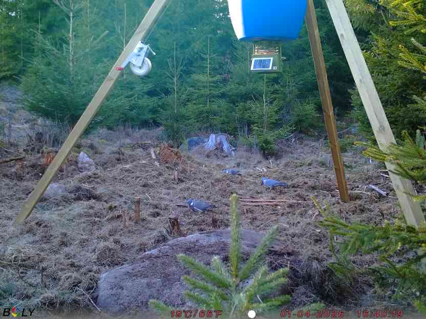 Bild från STORATRÄA