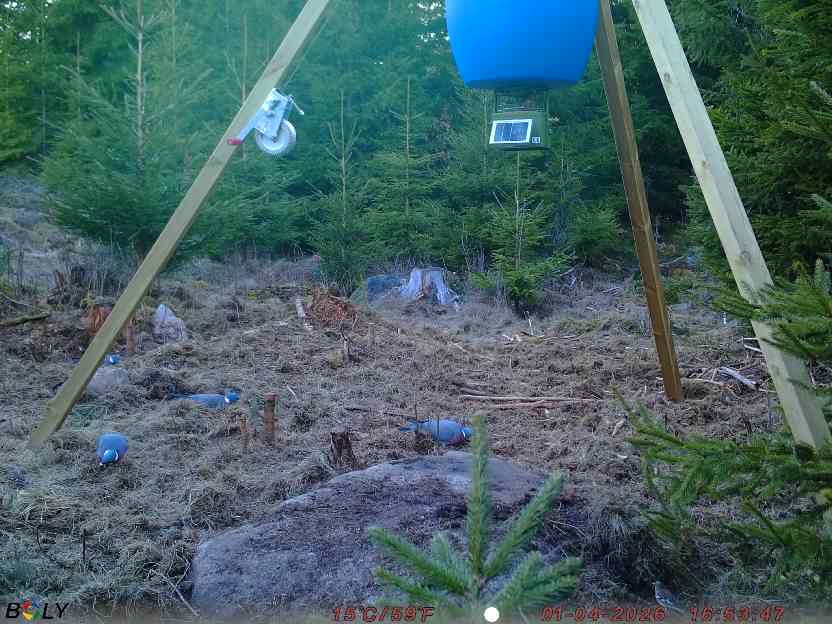 Bild från STORATRÄA