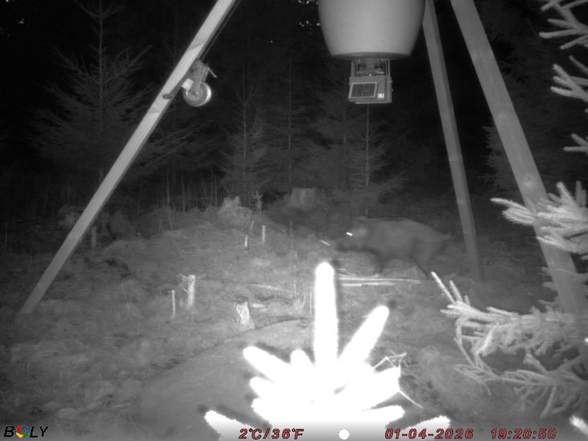 Bild från STORATRÄA