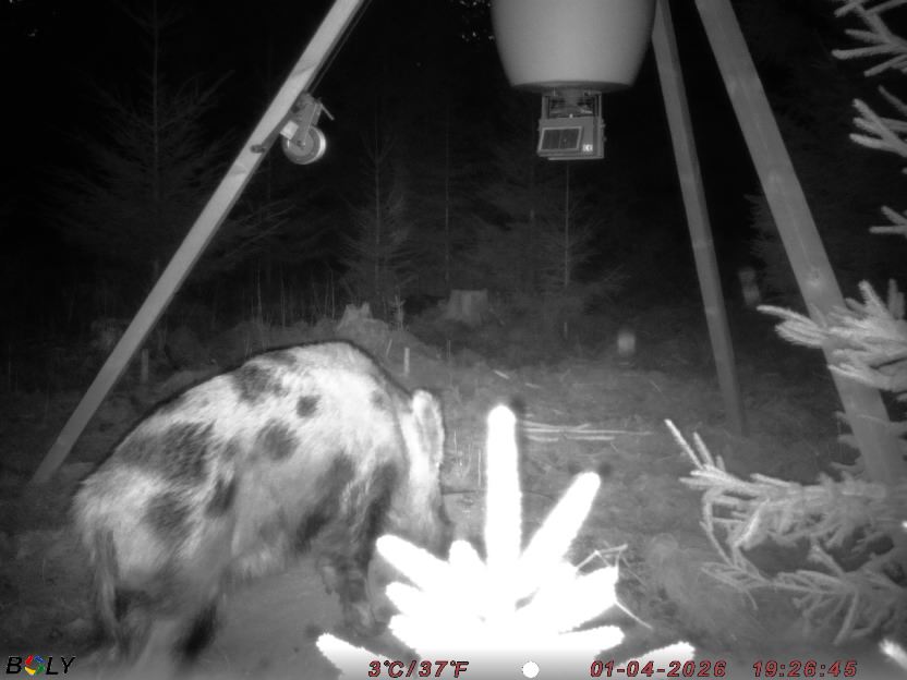 Bild från STORATRÄA