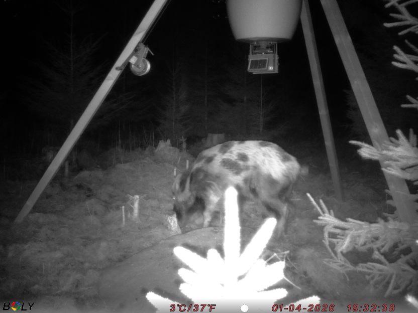 Bild från STORATRÄA