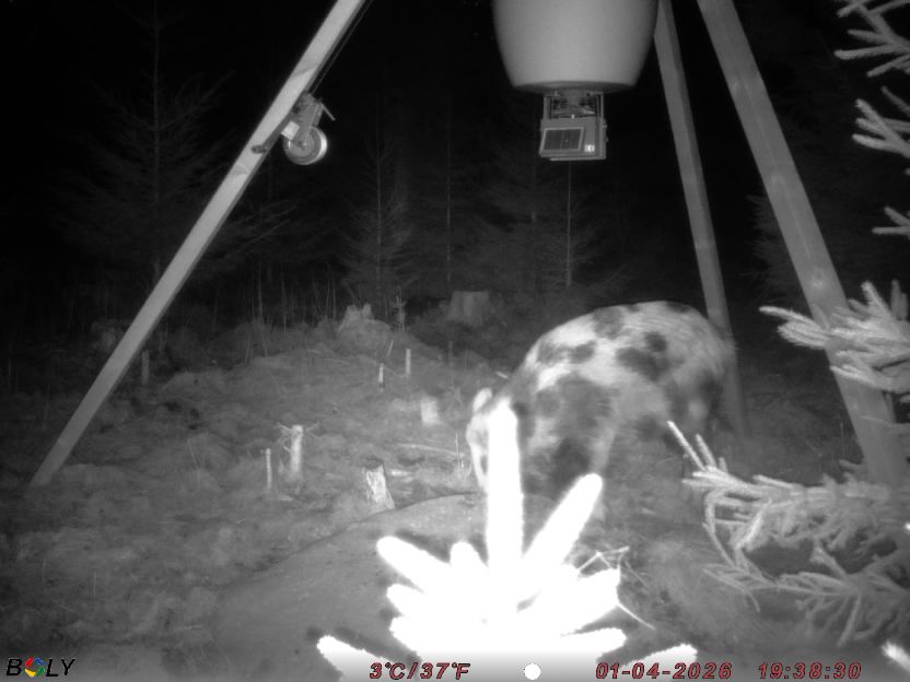 Bild från STORATRÄA