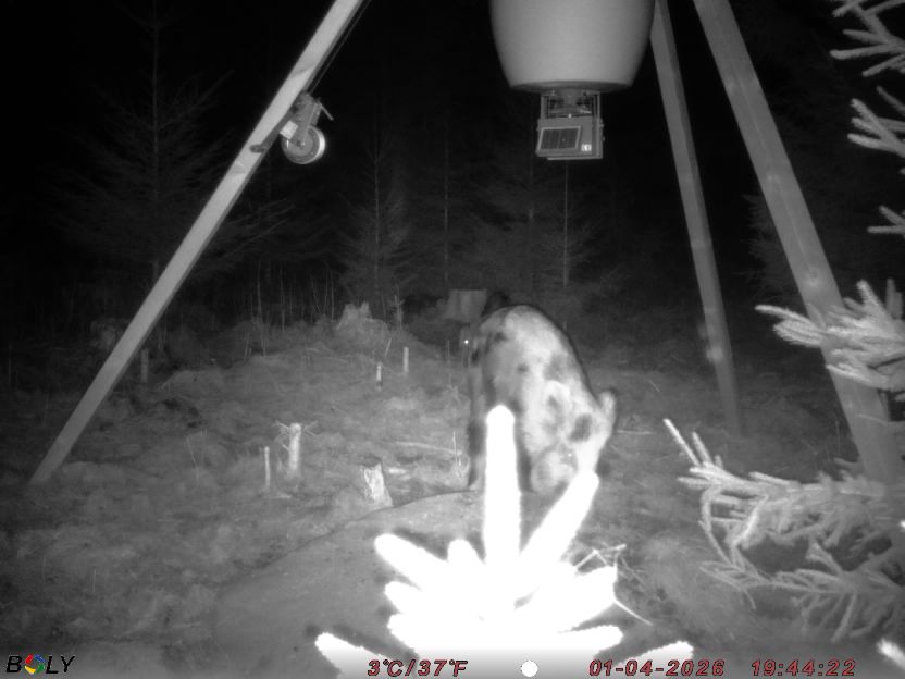 Bild från STORATRÄA