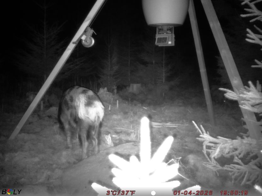 Bild från STORATRÄA