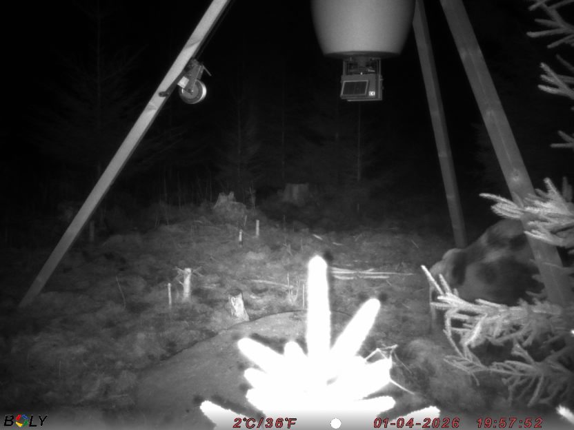 Bild från STORATRÄA