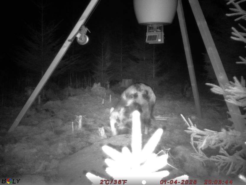 Bild från STORATRÄA