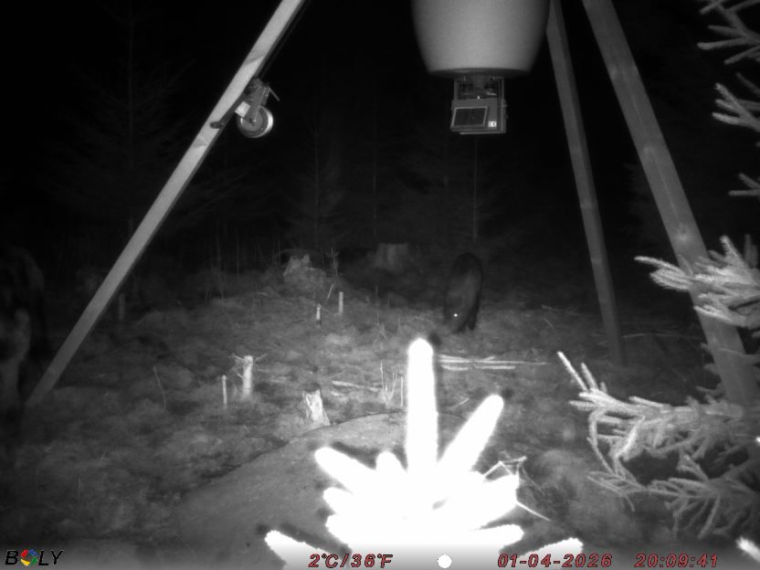 Bild från STORATRÄA