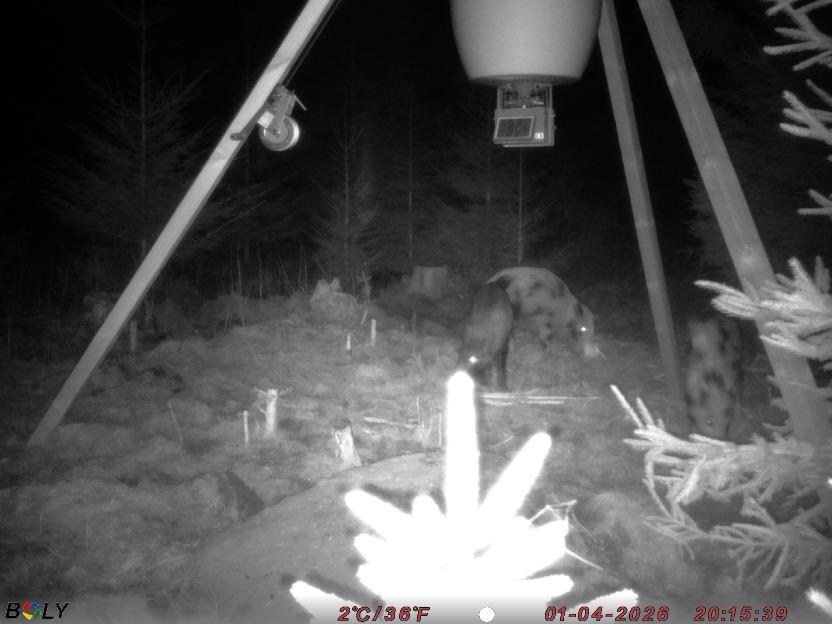 Bild från STORATRÄA