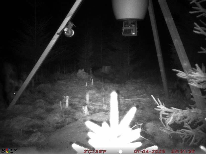 Bild från STORATRÄA