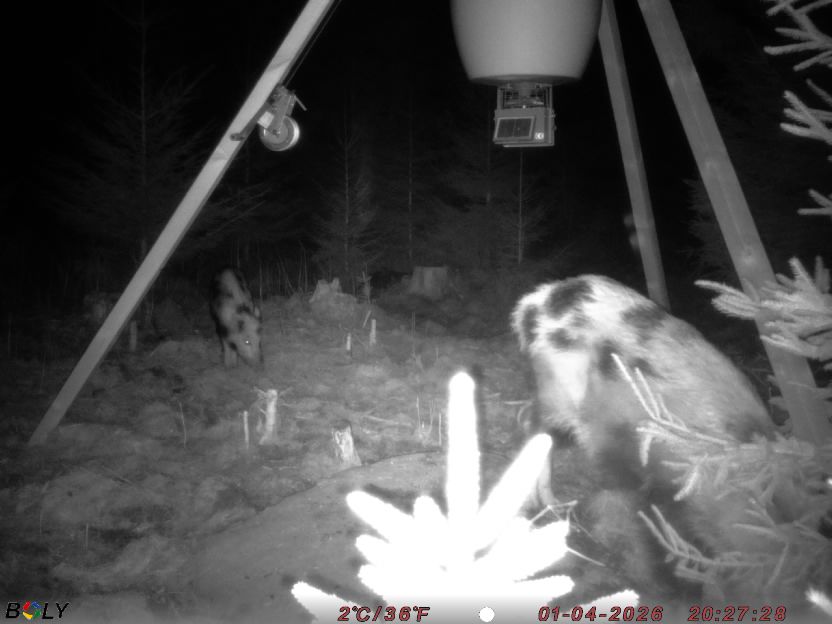 Bild från STORATRÄA