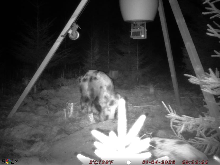 Bild från STORATRÄA